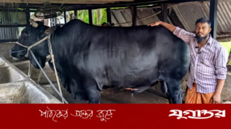 খালেদা জিয়াকে উপহার দেওয়া ‘কালো মানিক’ কুরবানির হাটে, দাম ২২ লাখ