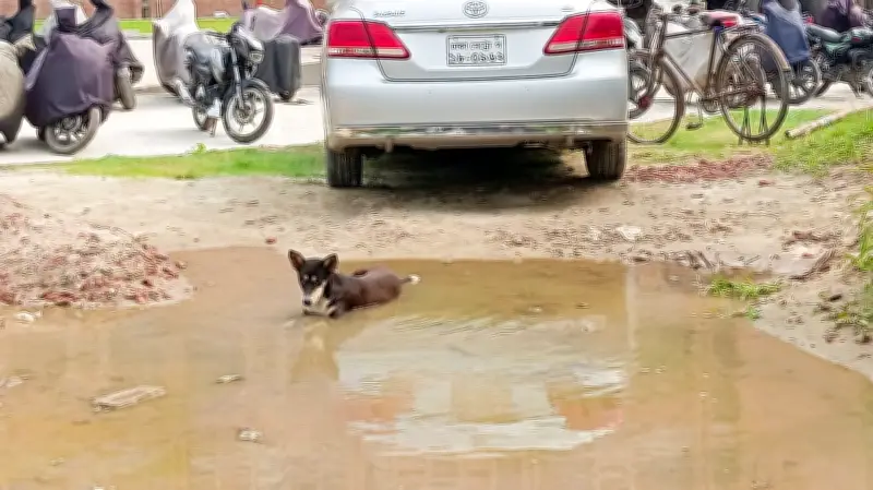 প্রকৃতির নীরব পথে জীবনের শান্ত গল্প
