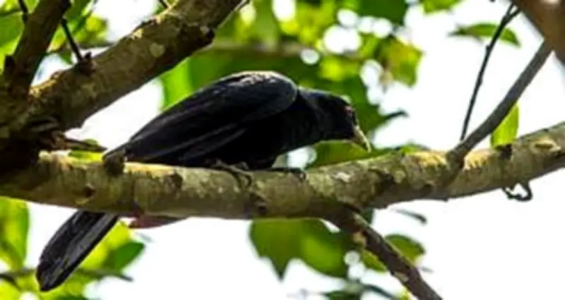 ব্যাংককের কোকিলের ডাক: এক বিদেশিনীর স্মৃতিচারণ