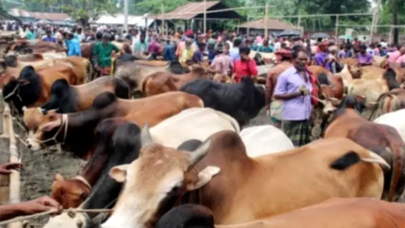 ভোলায় ঈদে পশুর হাট জমজমাট, প্রস্তুত লক্ষাধিক পশু