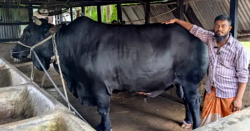 ৪৫ মণ ওজনের ‘কালো মানিক’ ষাঁড়টি বিক্রি করবেন খামারি সোহাগ মৃধা