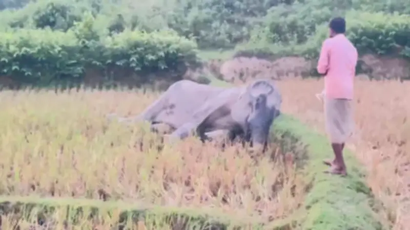 গাজীপুরে ভয়াবহ আগুনে ১০ দোকান পুড়ে ছাই