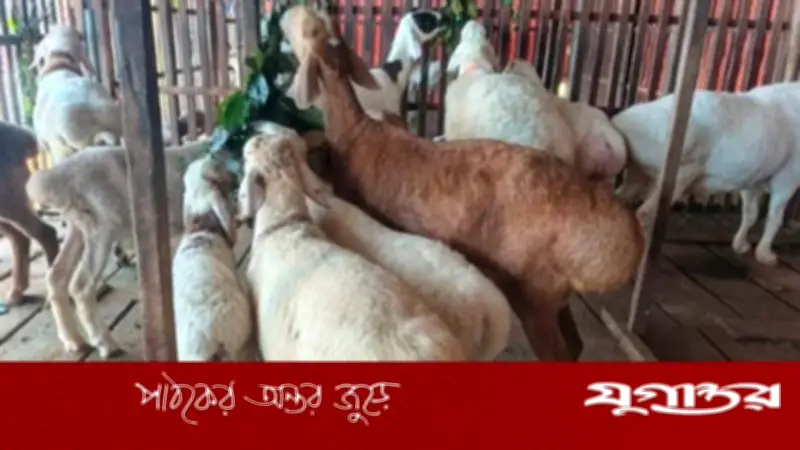 গুরুদাসপুরে কুরবানির জন্য প্রস্তুত ৩০ দুম্বা, দাম ১-৩ লাখ টাকা