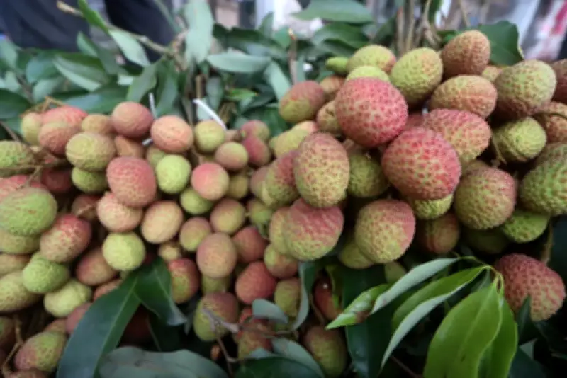 লিচুর বিচি গলায় আটকে ১০ মাসের শিশুর মৃত্যু