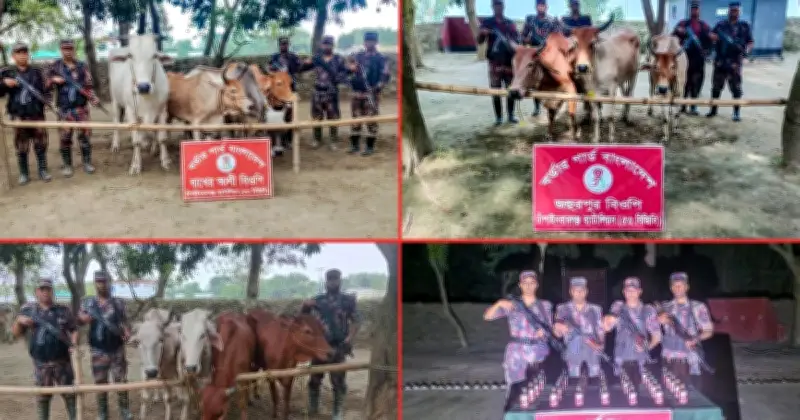 চাঁপাইনবাবগঞ্জে বিজিবির অভিযানে ৩৫ বোতল মদ ও ১৪ গরু জব্দ