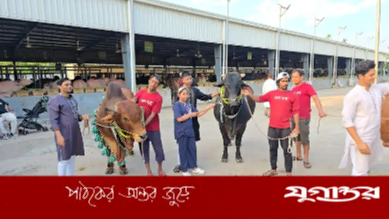 নরসিংদীতে দেশীয় গরুর সমাহার, লাইভ ওয়েটে কেজি ৬৫০ টাকা