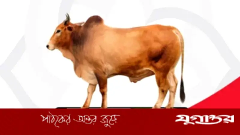 অনলাইনে কুরবানির পশু কেনার আগে জেনে নিন গুরুত্বপূর্ণ টিপস