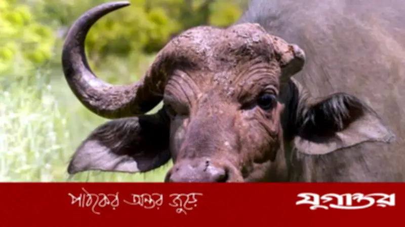 ভাঙা শিংয়ের পশু দিয়ে কুরবানি কি জায়েজ? ইসলাম কী বলে