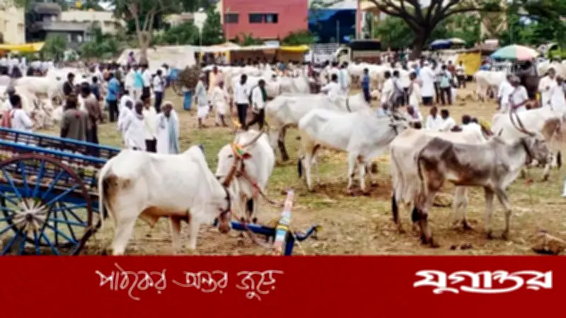 পশ্চিমবঙ্গে হিন্দু খামারিদের দুর্দশা, আত্মহত্যার হুমকি