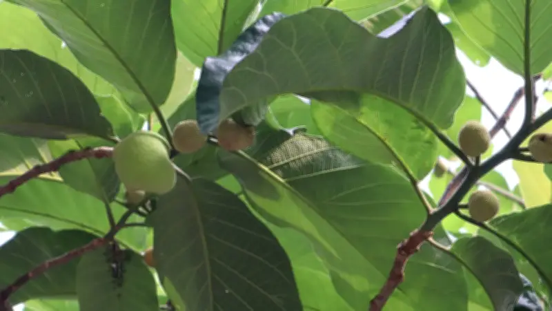 হারিয়ে যাওয়া ডেউয়া ফলের সন্ধান মৌলভীবাজারে