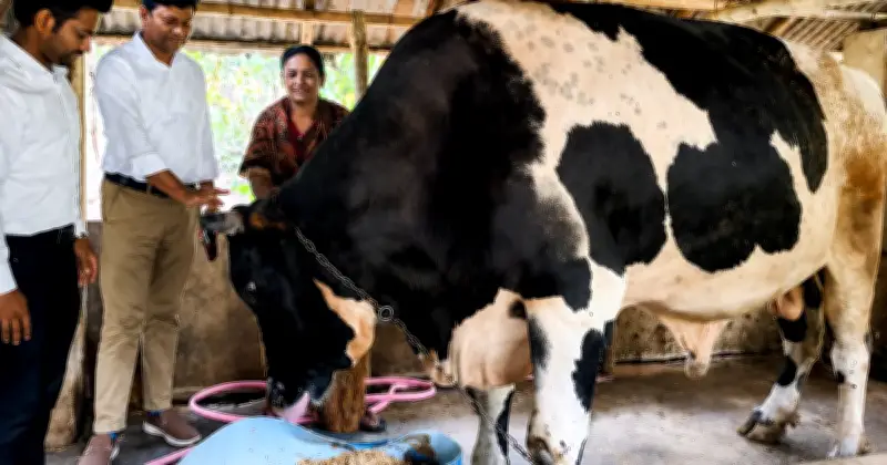 আসন্ন ঈদুল আজহায় খুলনায় আলোচিত ষাঁড় ‘রাজা মানিক’, দাম ১৫ লাখ টাকা