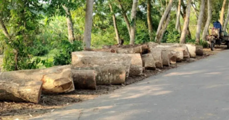 বোয়ালমারীতে খাল খননের নামে ২০০ গাছ কাটার অভিযোগ