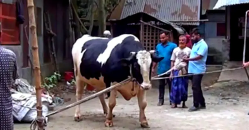 জামালপুরের জামাল মিয়া: প্রান্তিক খামারির ভালোবাসার গরু, দাম ৯ লাখ