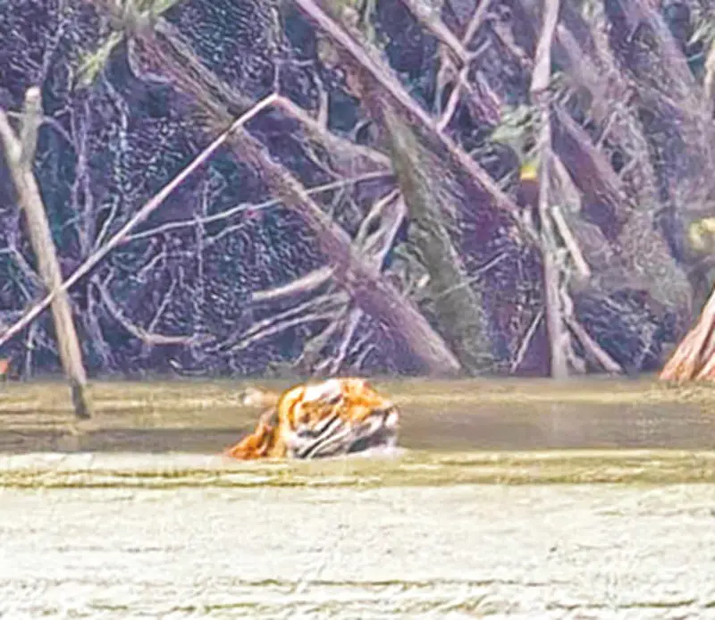 বেড়ির খালে বাঘের সাঁতার: সুন্দরবনে বিরল মুহূর্তের সাক্ষী