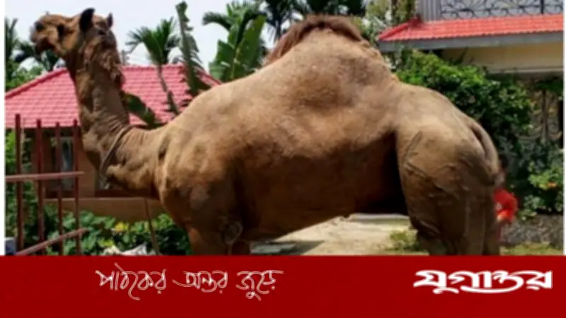 কুমিল্লায় কুরবানির হাটে রাজস্থানি উট ‘সুলতান’ তাক লাগিয়েছে