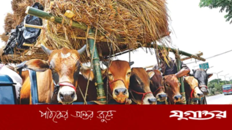 গরুর হাটে সুস্থ পশু চেনার উপায় ও করণীয়