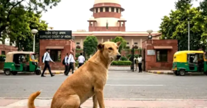 ভারতে রাস্তা ও জনবহুল এলাকা থেকে বেওয়ারিশ কুকুর সরানোর নির্দেশ সুপ্রিম কোর্টের
