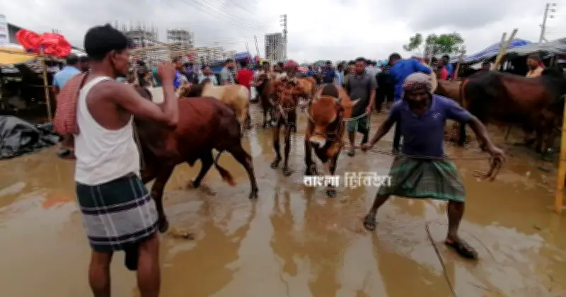 ঈদুল আজহায় পশুর হাটে নিরাপত্তা জোরদার করবে ডিএমপি