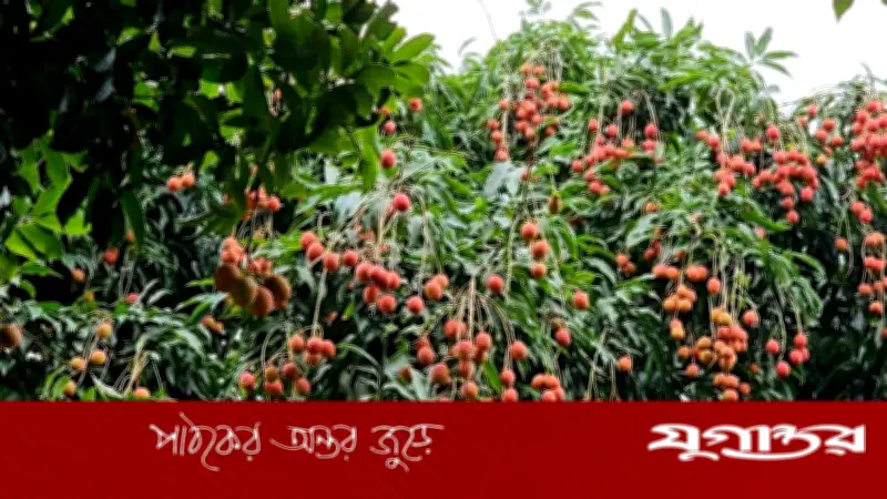 কিশোরগঞ্জের মঙ্গলবাড়িয়ার লিচু বিদেশে রপ্তানি, সম্ভাবনা ১২ কোটি টাকা