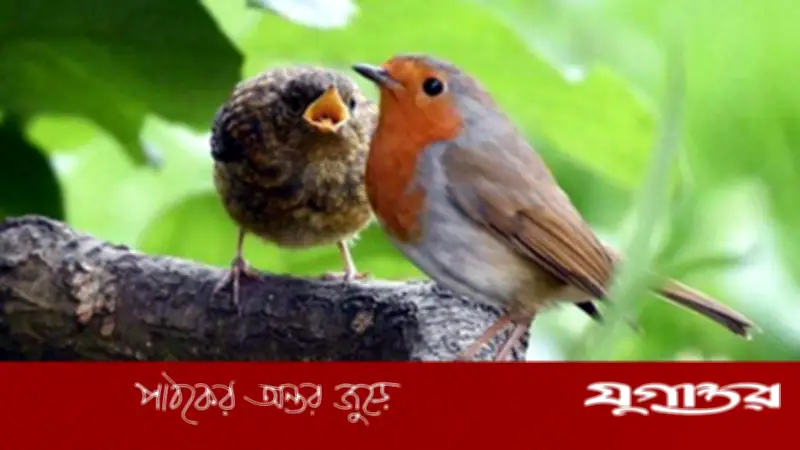 যে রব পাখিকে খাওয়ান, তিনি কি তার বান্দাকে ভুলবেন?
