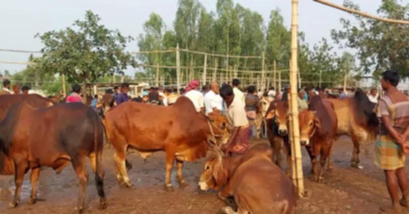 রংপুর বিভাগে কোরবানির জন্য ২০ লাখের বেশি পশু প্রস্তুত
