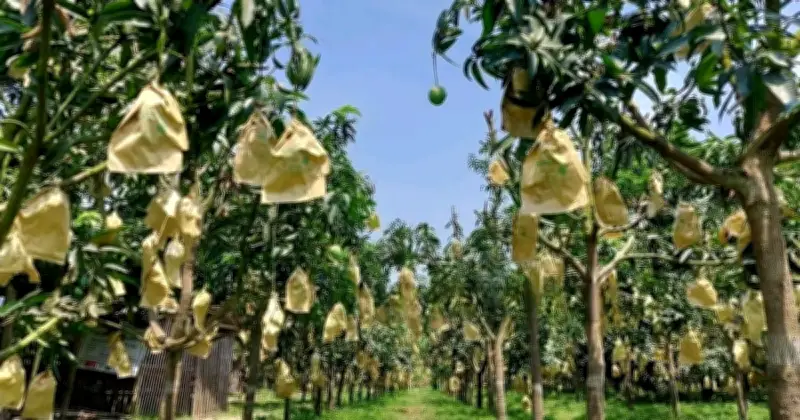 আমের পোকা সমস্যার সমাধানে ব্যাগিং পদ্ধতি, চাষিরা উপকৃত হবেন