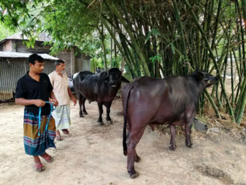 কুষ্টিয়ায় ৪০ মণ ওজনের মহিষ, ১৪ লাখ টাকা দাম