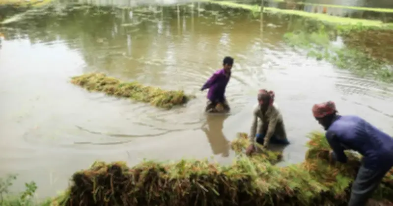 কুড়িগ্রামে অতিবৃষ্টিতে বোরো ধানের ব্যাপক ক্ষতি, কৃষকরা দিশাহারা