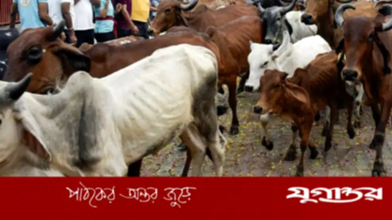 গরু কুরবানি না করার আহ্বান কলকাতার নাখোদা মসজিদের ইমামের