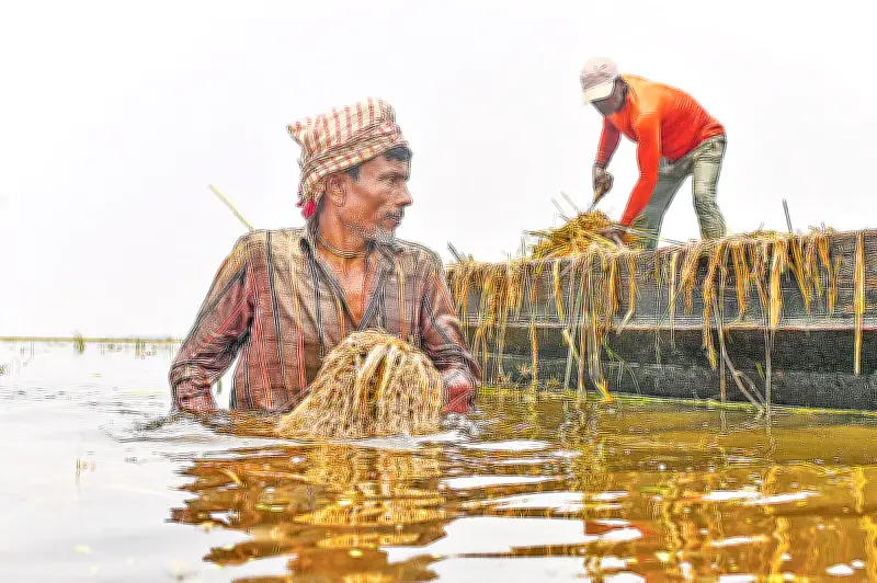 হাওরে বৃষ্টি ও ঢলে চালের দাম বাড়ছে, ক্ষতি ২ লাখ ১৪ হাজার টন