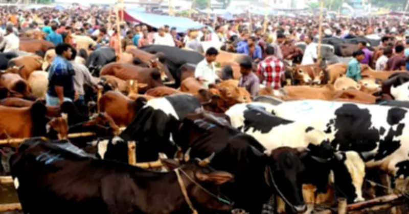 কোরবানি ভাগে দেওয়ার নিয়ম ও শর্ত কী কী?