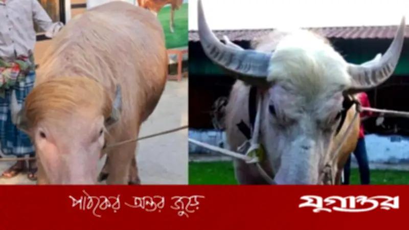 পাকিস্তানের গণমাধ্যমে বাংলাদেশের ‘ডোনাল্ড ট্রাম্প’ মহিষ ও ‘নেতানিয়াহু’ গরু
