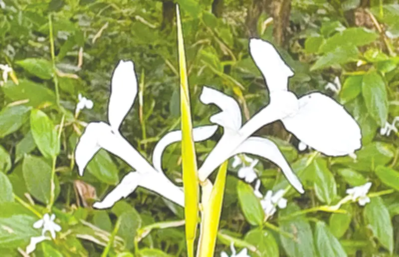 বৈশাখে শীতলপাটি ফুলের সৌন্দর্য ও ঐতিহ্য