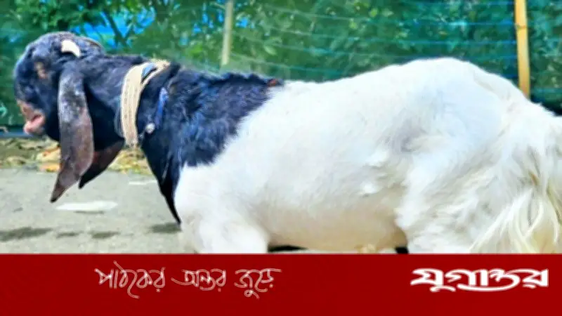 ফেনীর পশুর হাটে তোতাপুরি খাসি, দাম ১ লাখ টাকা