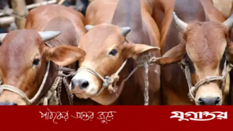 যুক্তরাষ্ট্রে পাকিস্তানি কূটনীতিকের ওপর হামলা