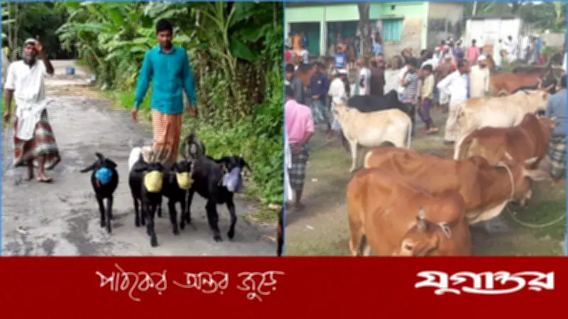 চরফ্যাশনে কুরবানির জন্য প্রস্তুত ২৫ হাজার ৯১টি পশু, চাহিদা ছাড়িয়েছে