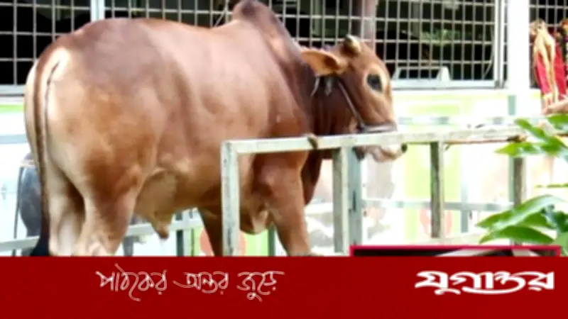 ওজন করে কুরবানির পশু কেনা কি জায়েজ? ইসলামি শরিয়তের ব্যাখ্যা