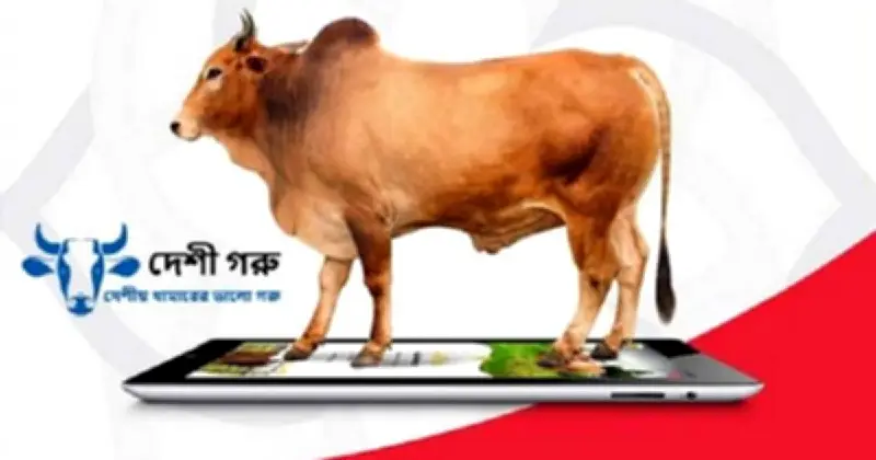 দেশে জনপ্রিয় হচ্ছে অনলাইন পশুর হাট, বাড়ছে প্রতারণার শঙ্কা