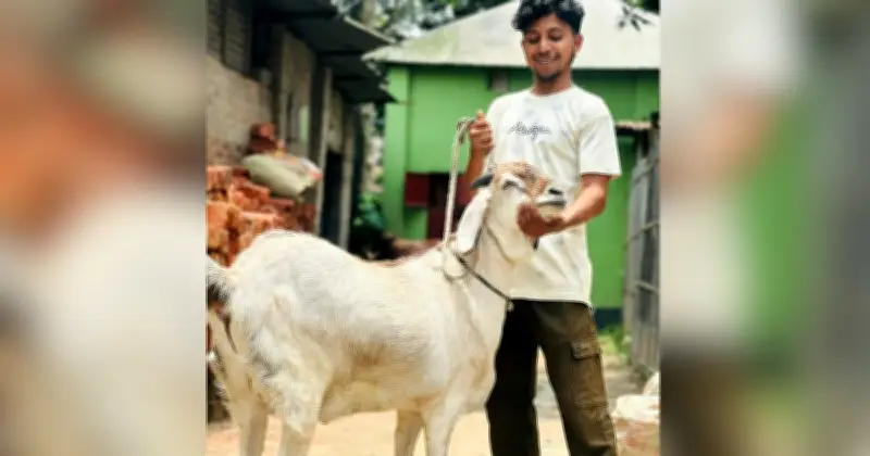 নীলফামারীতে 'সুলতানের সুলতান': ৬৫ কেজির ব্যতিক্রমী খাসি কোরবানির বাজারে