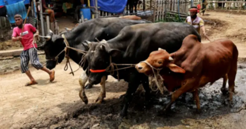 ঈদুল আজহায় গাবতলী পশুর হাটে জমজমাট ব্যবসা শুরু