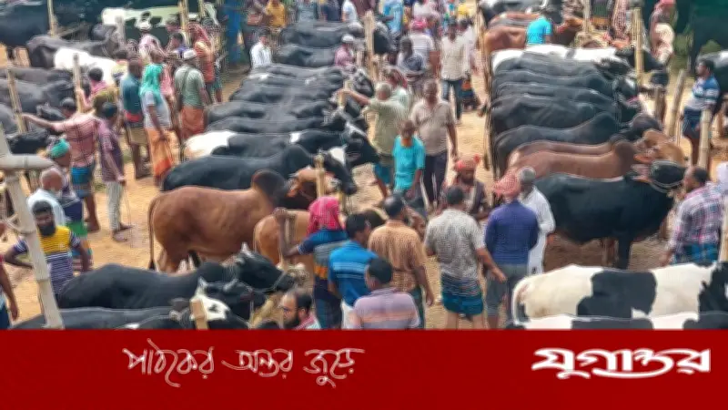 ঈদ ঘনিয়ে এলেও পাইকারশূন্য সাতমাইল পশুর হাট, দুশ্চিন্তায় খামারিরা