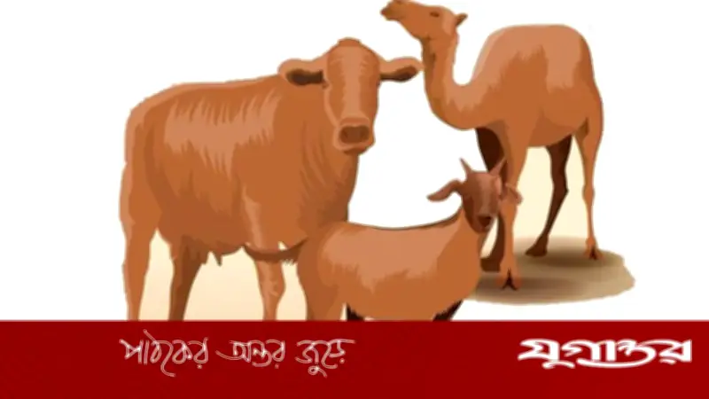 জবাইয়ে পশুর মাথা আলাদা হলে কুরবানি সহিহ হবে কি?