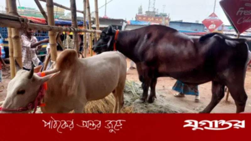গাবতলীর হাটে মহিষের সঙ্গে গরু ফ্রি, দাম ২৫ লাখ