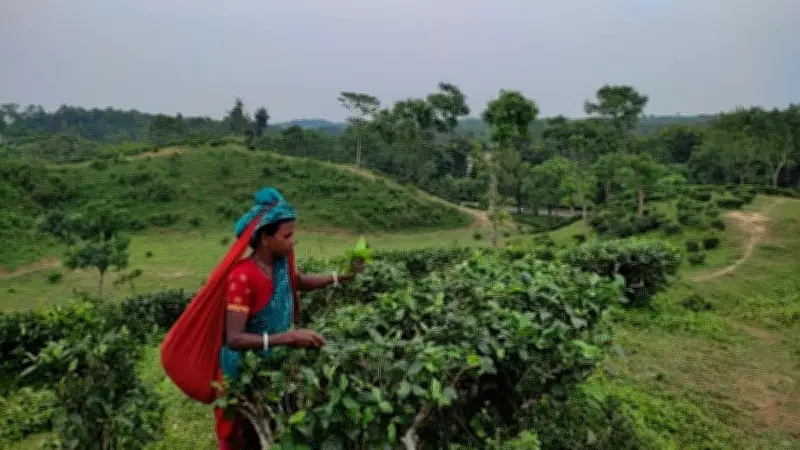 চা-শ্রমিকদের কষ্টের গল্প: বিশ্রাম নেই, চিকিৎসা দূরের পথ