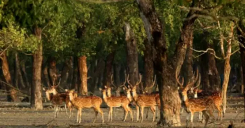 সুন্দরবন রক্ষায় টেকসই জীবিকা ও জবাবদিহিমূলক শাসন জরুরি
