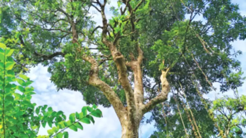 কক্সবাজারের বনে মাত্র ৫০০ মা গাছ টিকে আছে, হুমকিতে জীববৈচিত্র্য