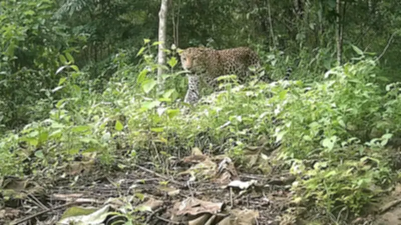 পার্বত্য চট্টগ্রামের বনে একসময় বাঘ-গন্ডারের অবাধ বিচরণ ছিল