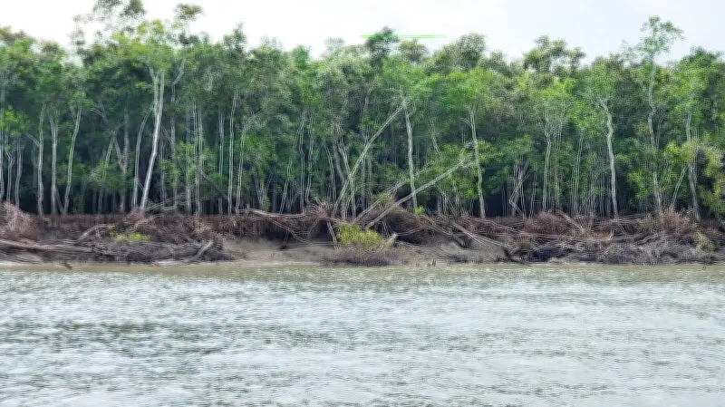 সুন্দরবনের স্থিতিস্থাপকতা কমেছে, উদ্বেগজনক হারে ভাঙন