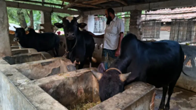 যশোরে খামারিদের বাড়ি থেকেই গরু বিক্রি, হাটে তোলার ঝামেলা নেই