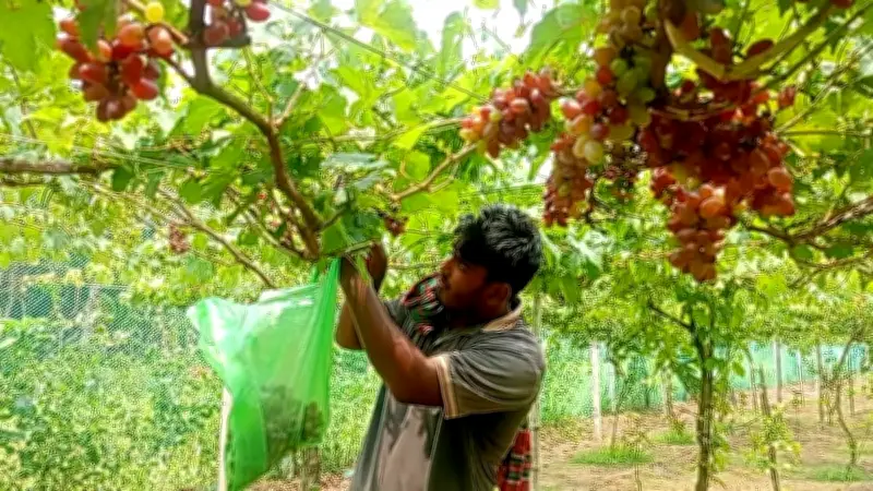বাংলাদেশের প্রেক্ষাপটে নতুন ভিডিও কন্টেন্ট প্রকাশ